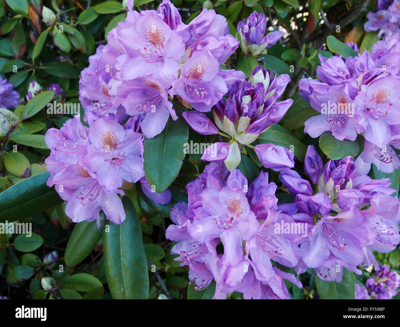 Closeup photo of a beautiful pink Pink Rhododendron in bloom. Stock Photo