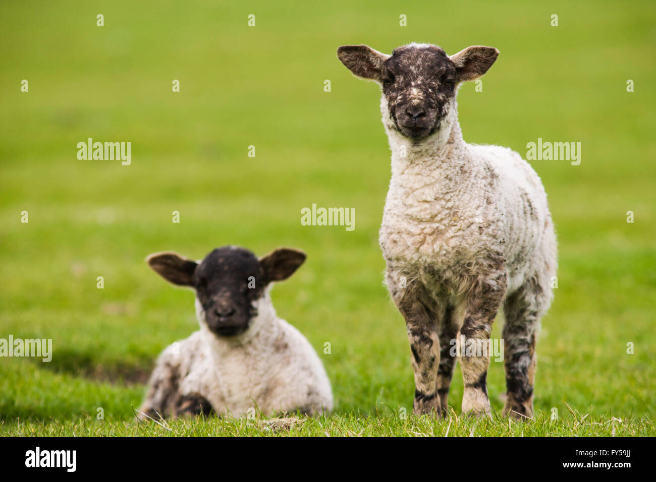 Lambs on grass, Fair Isle, Shetland Islands, Scotland, Great Britain Stock Photo