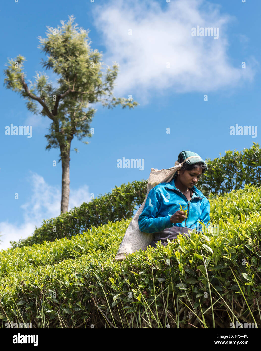 Tea Picker at Dambatenne tea plantation, Lipton's Seat, Sri Lanka Stock Photo
