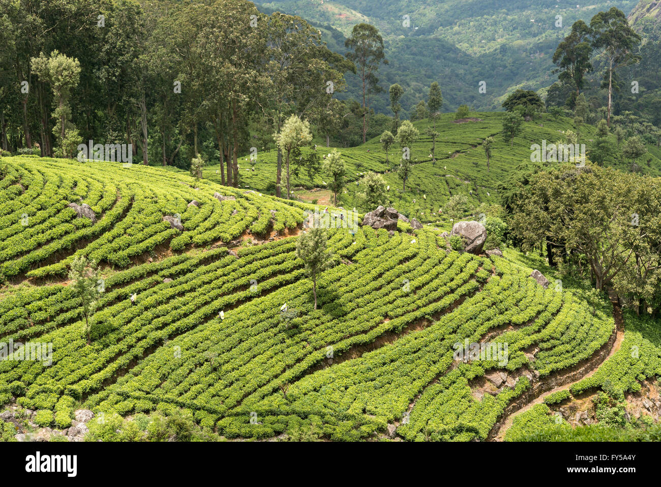 Dambatenne tea plantation, landscape, Lipton's Seat, Sri Lanka Stock Photo