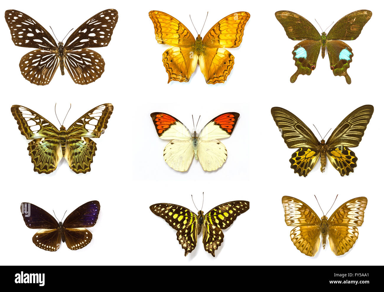 Butterfly Collection, Butterfly specimens in the laboratory Stock Photo