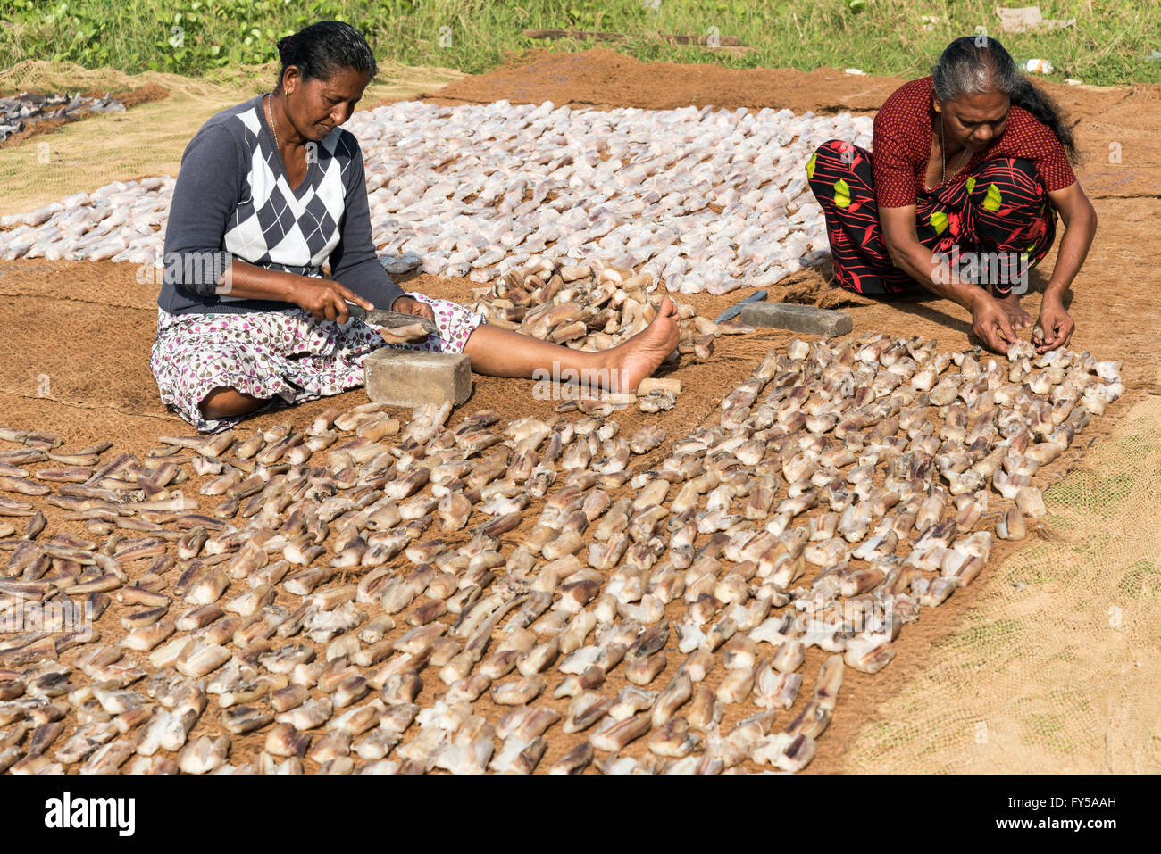 Fish, drying in the sun, Negombo fish market, Sri Lanka Stock Photo Alamy