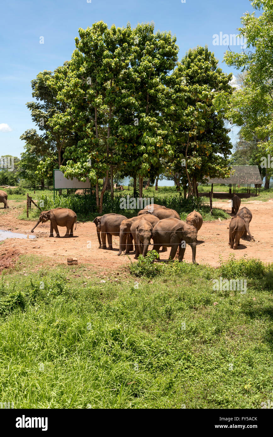 Indian Elephants, Sri Lankan Elephants (Elephas maximus maximus), Udawalawe Transit Home, sanctuary for orphaned elephant calves Stock Photo