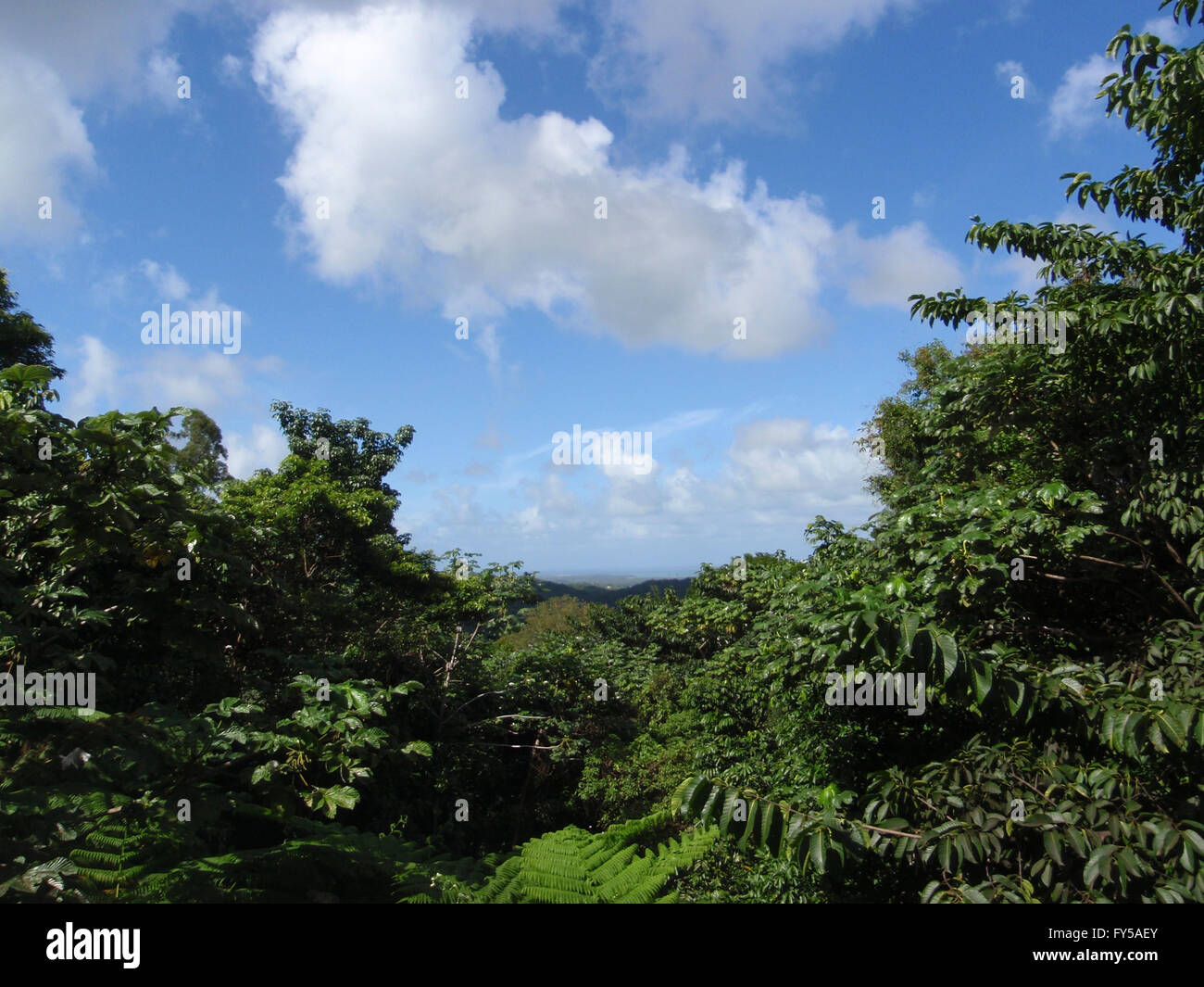 Puerto rico rainforest insects hi-res stock photography and images - Alamy