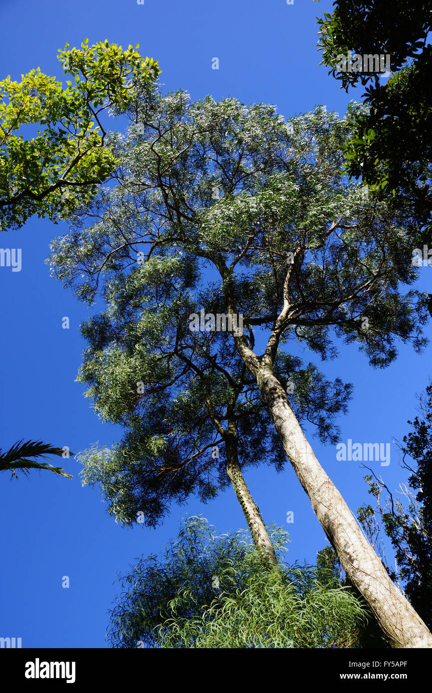 Two native Hawaiian Koa trees in the woods. Stock Photo