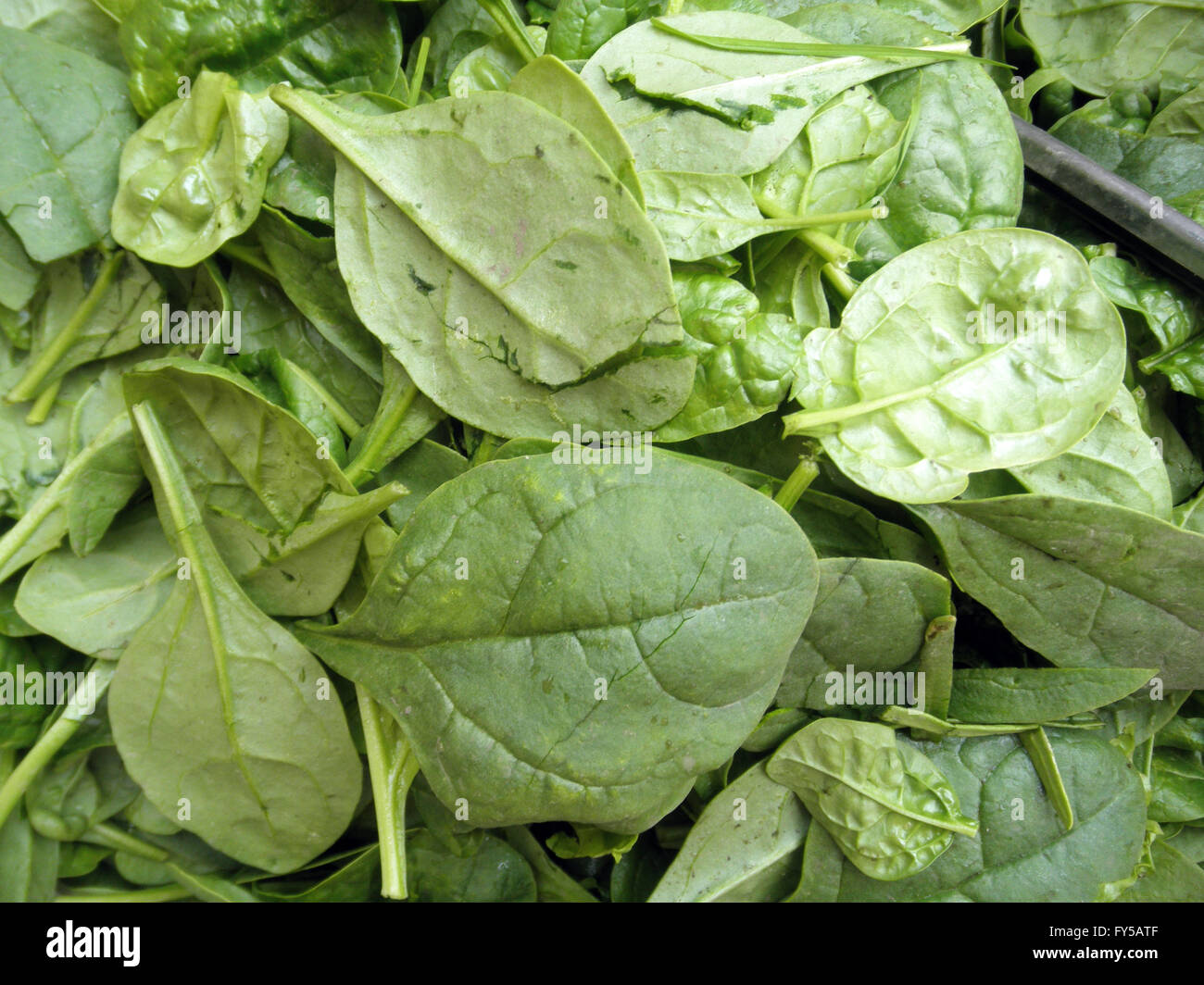 Pile of green leaf spinach for sale at farmers market Stock Photo Alamy