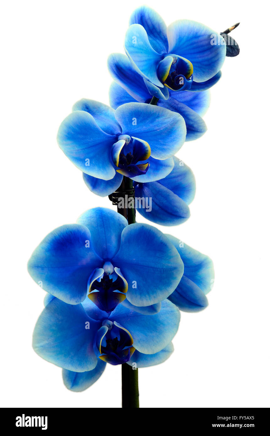 Orchid blue beautiful flower and white background Stock Photo Alamy