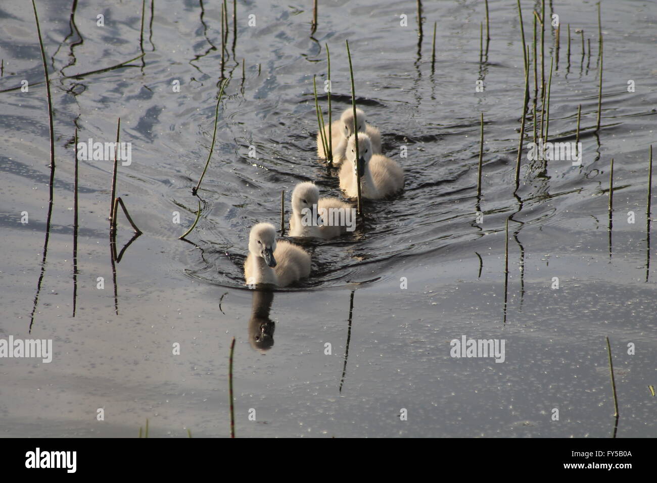 4 signets swimming in a line. Stock Photo