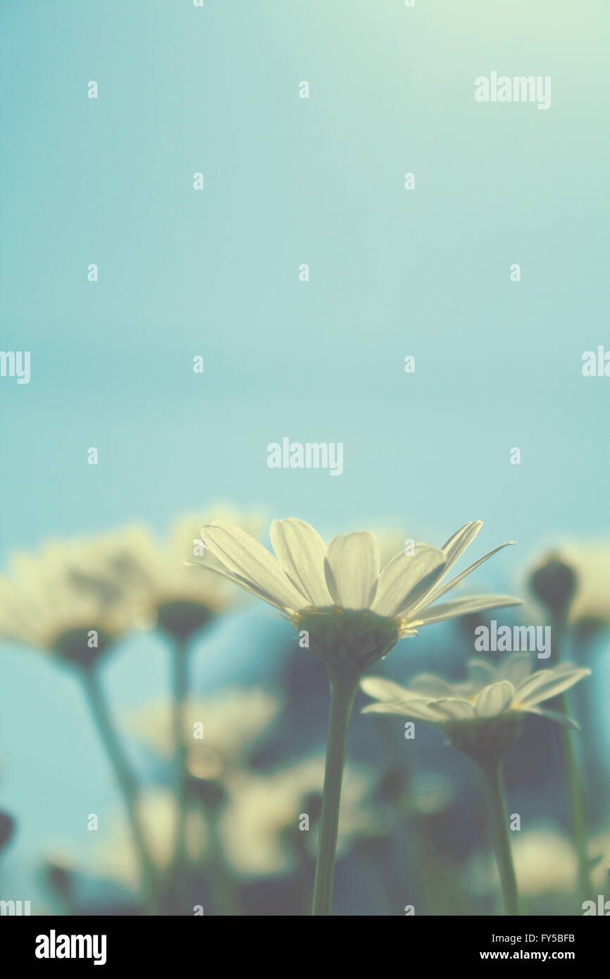 daisies in the sun Stock Photo Alamy