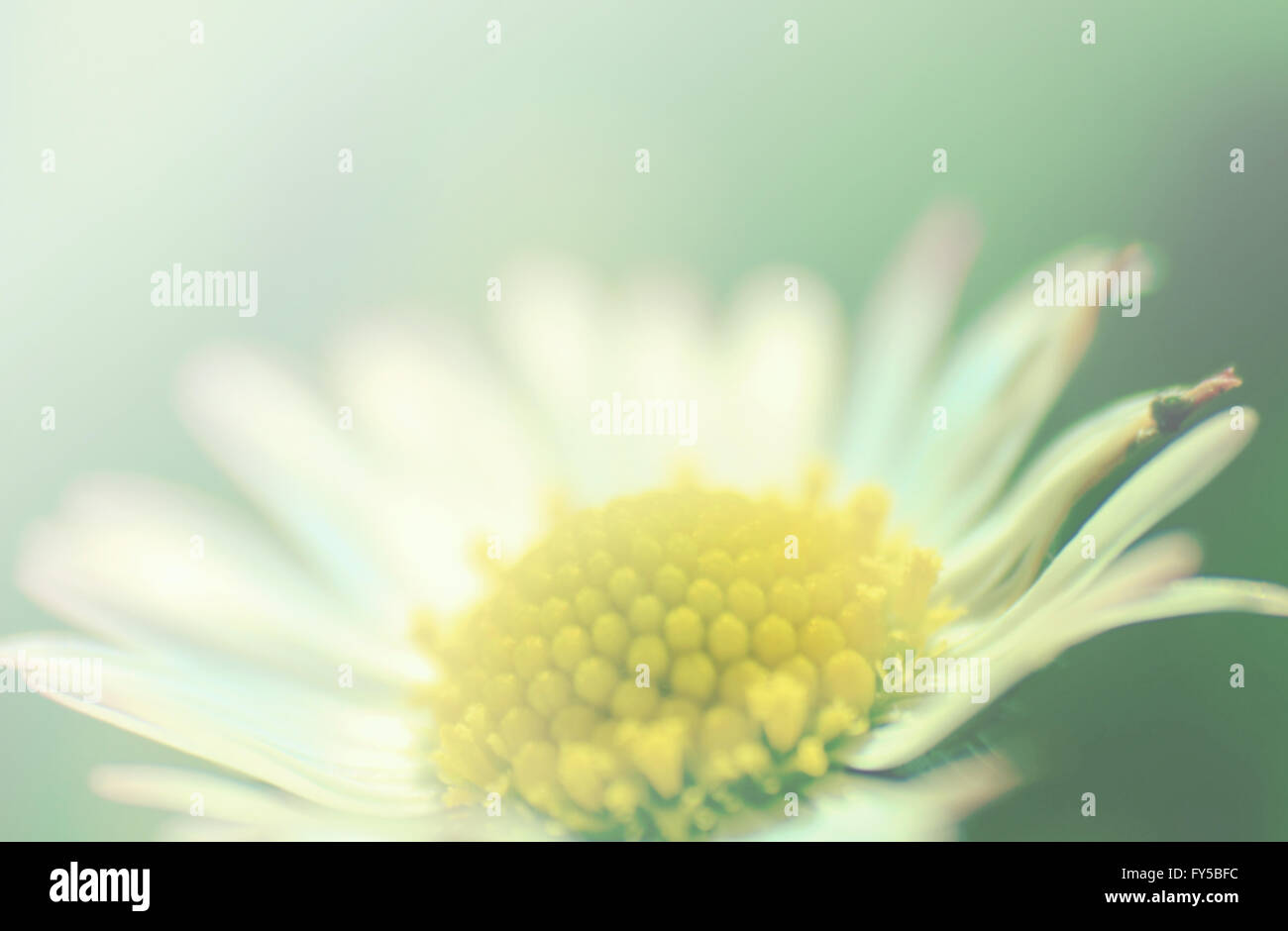 sunny daisy Stock Photo