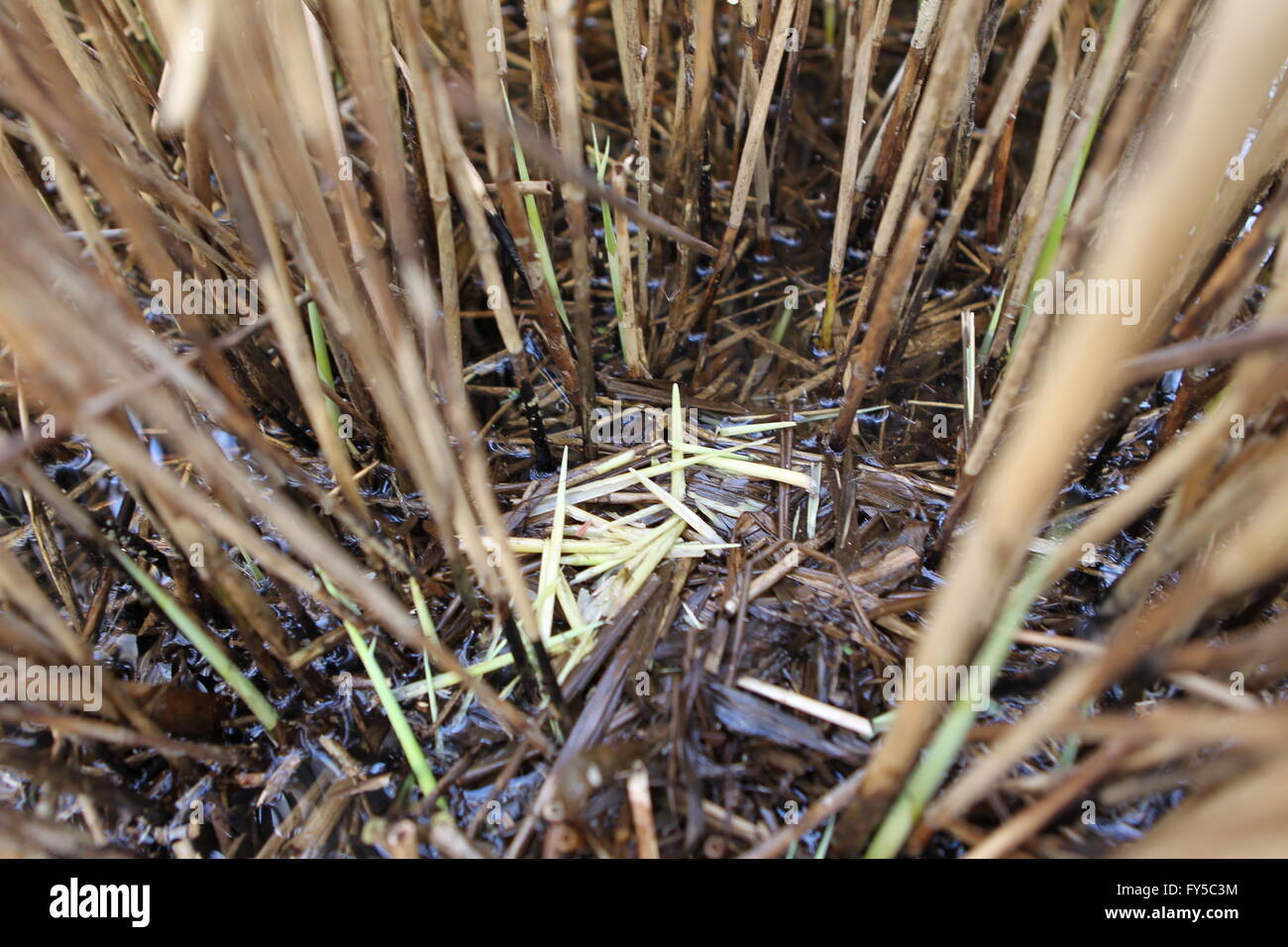 Water Vole Arvicola amphibius evidence Stock Photo