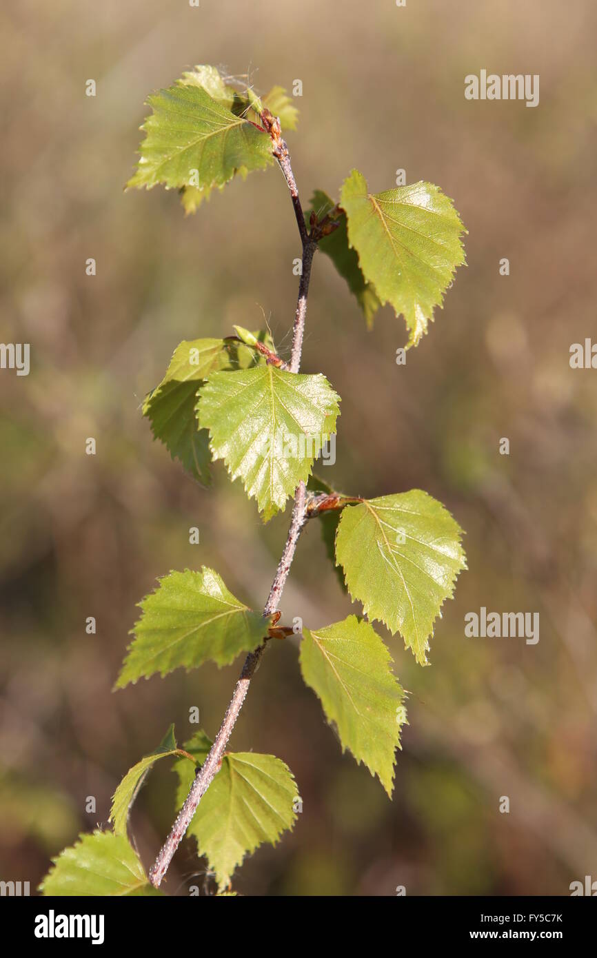 Fresh Leaves Of Silver Birch Betula Pendula Stock Photo Alamy fresh-leaves-of-silver-birch-betula-pendula-stock-photo-alamy