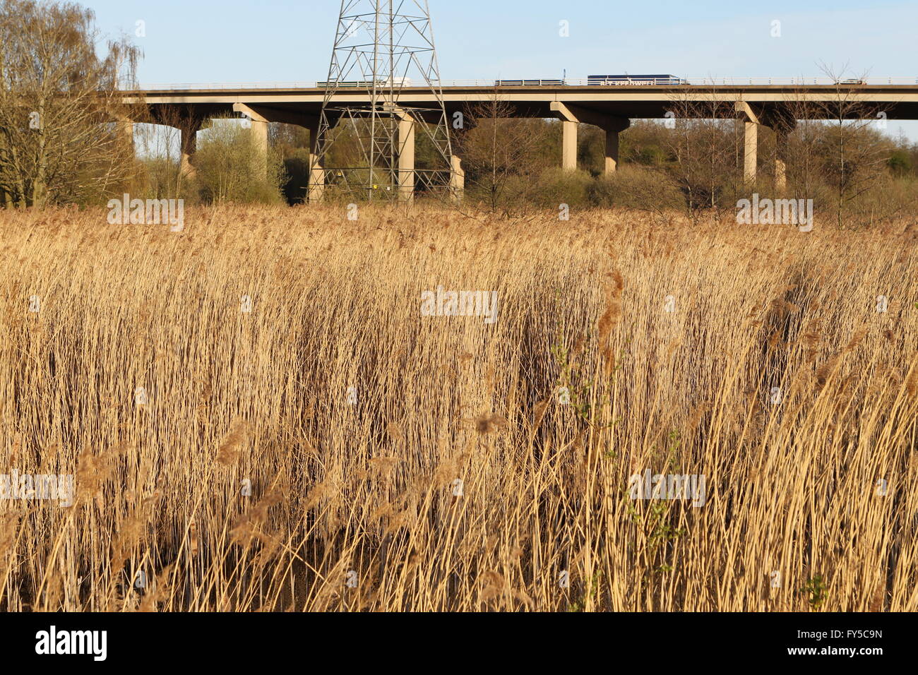 Reeds reed reedbed hires stock photography and images Alamy