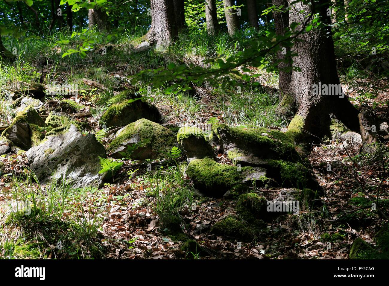Moss on a rock. Moose are often found in mountain forests and moors. They have an important ecological role in the nutrient cycle, as they filter the nutrients from the precipitation. Brotterode, Germany Date: June 14, 2015 Stock Photo