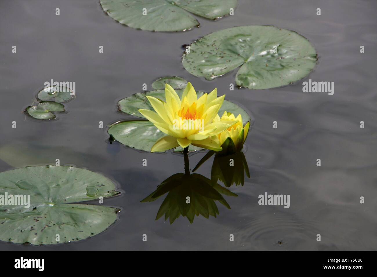 A Lily pond with different colored water lilies. The water lily (Nymphaea) is a genus in the family Nymphaeaceae. Worldwide, this genus comprises about fifty species. Eckardts, Thuringia, Germany, Europe Date: July 28, 2014 Stock Photo