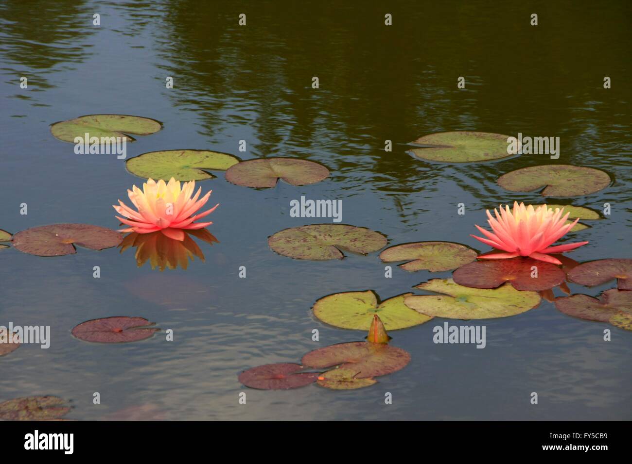 A Lily pond with different colored water lilies. The water lily (Nymphaea) is a genus in the family Nymphaeaceae. Worldwide, this genus comprises about fifty species. Eckardts, Thuringia, Germany, Europe Date: July 28, 2014 Stock Photo