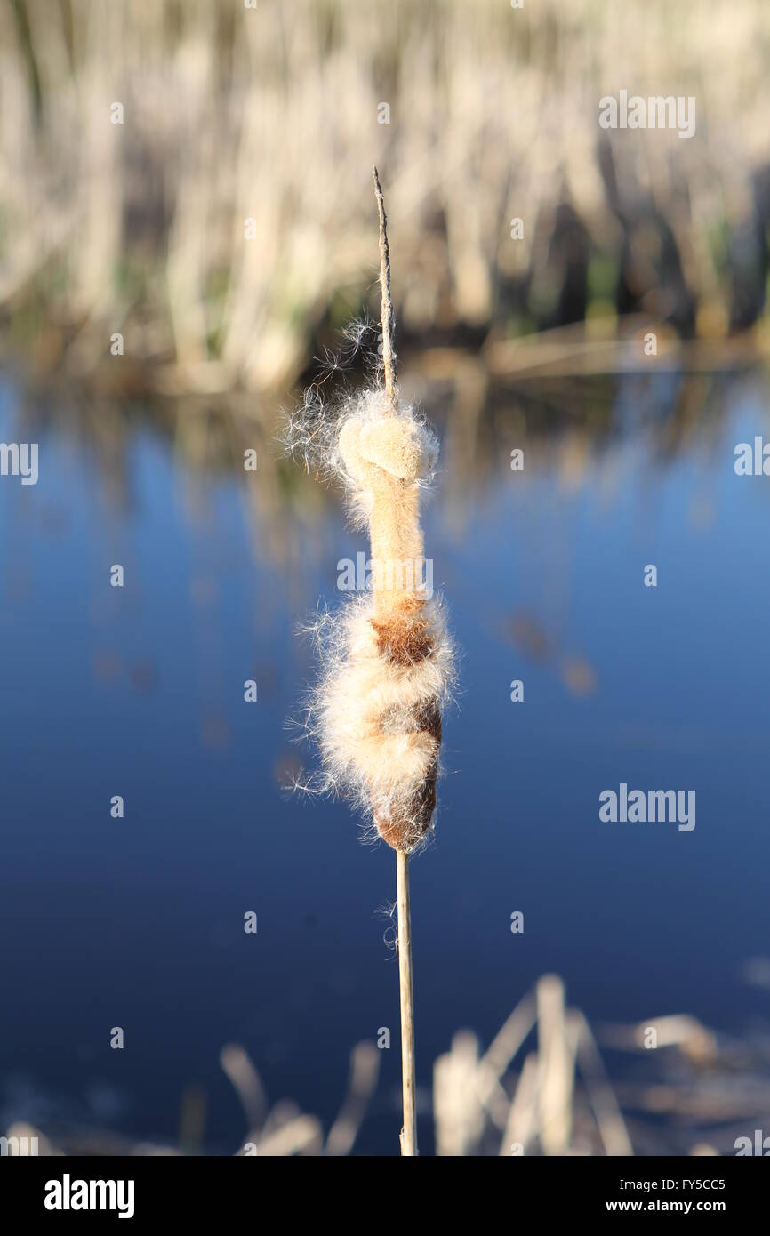 Bulrush cattail Reedmace Typha latifolia Stock Photo