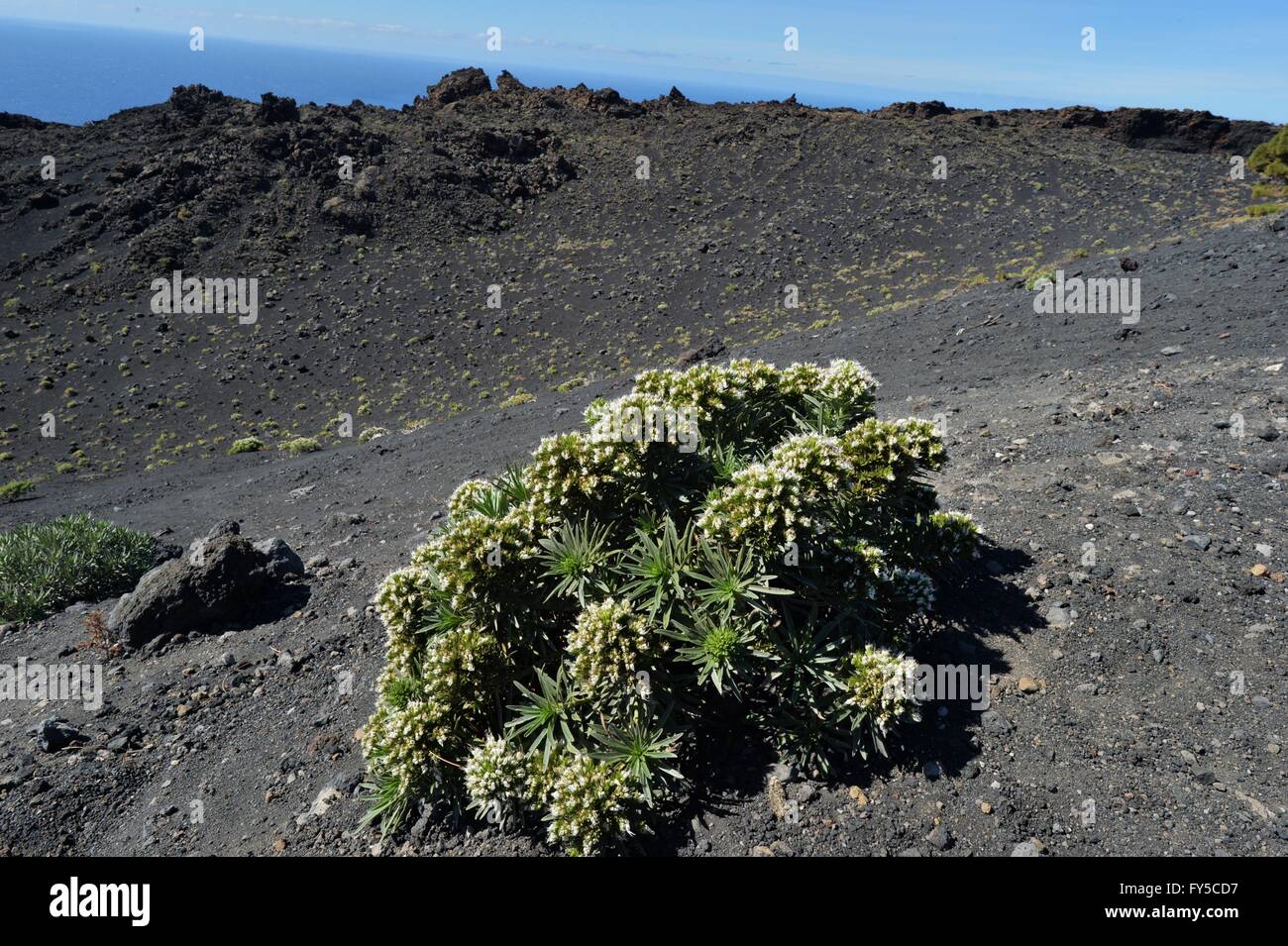 The Canary Islands are of  volcanic origin.  Some vulcans are still active nowadays. Stock Photo