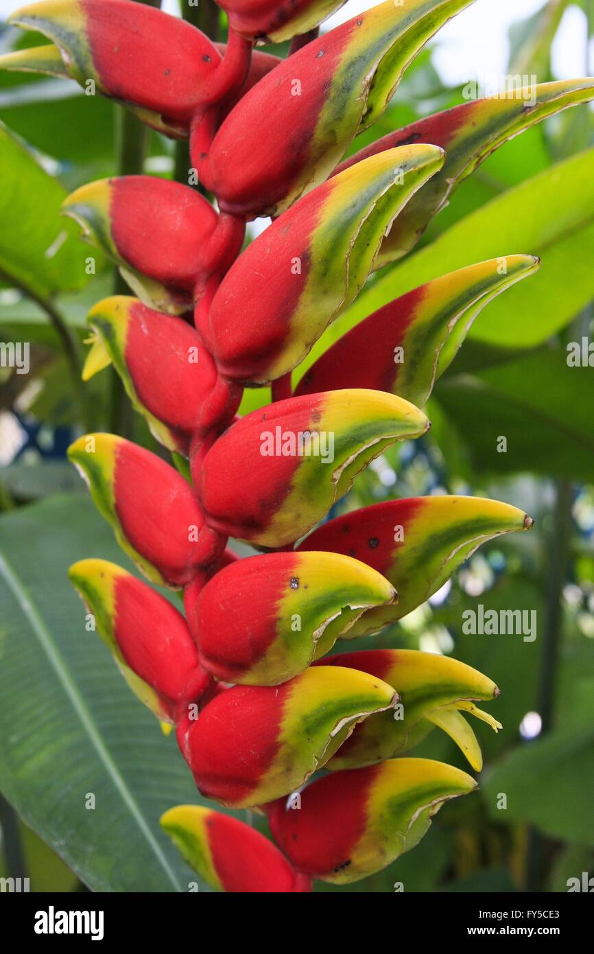 detail photo of the tropical plant Heliconia rostrata. Stock Photo