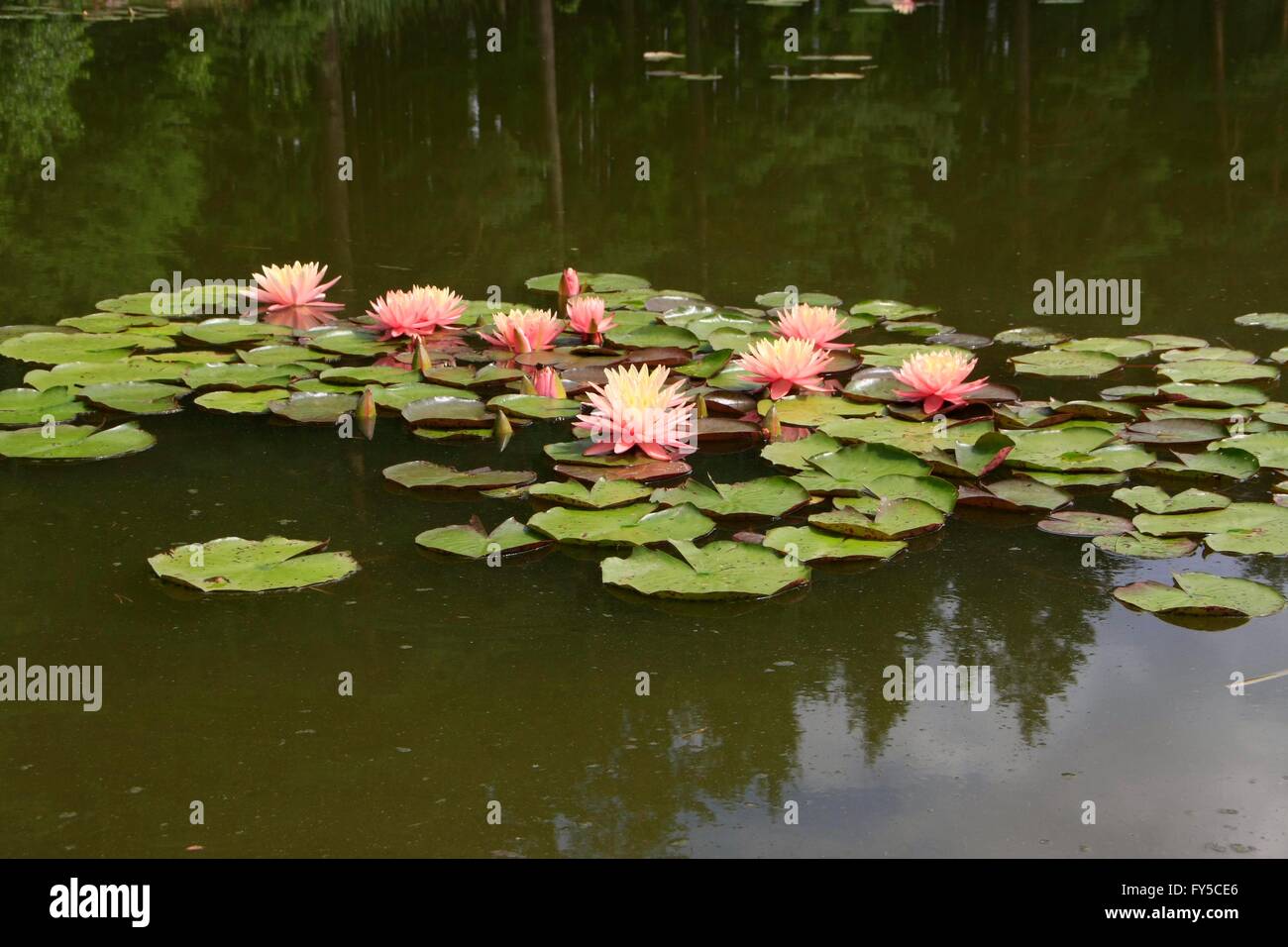 A Lily pond with different colored water lilies. The water lily (Nymphaea) is a genus in the family Nymphaeaceae. Worldwide, this genus comprises about fifty species. Eckardts, Thuringia, Germany, Europe Date: July 28, 2014 Stock Photo