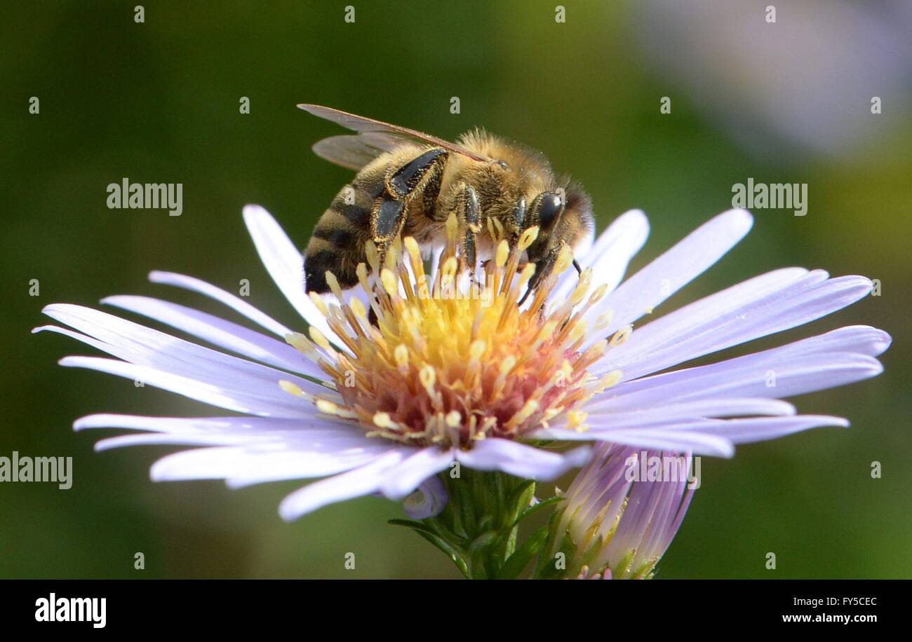 Honeybee sucking nectar, Ihringen, Oct. 12, 2015 Stock Photo Alamy