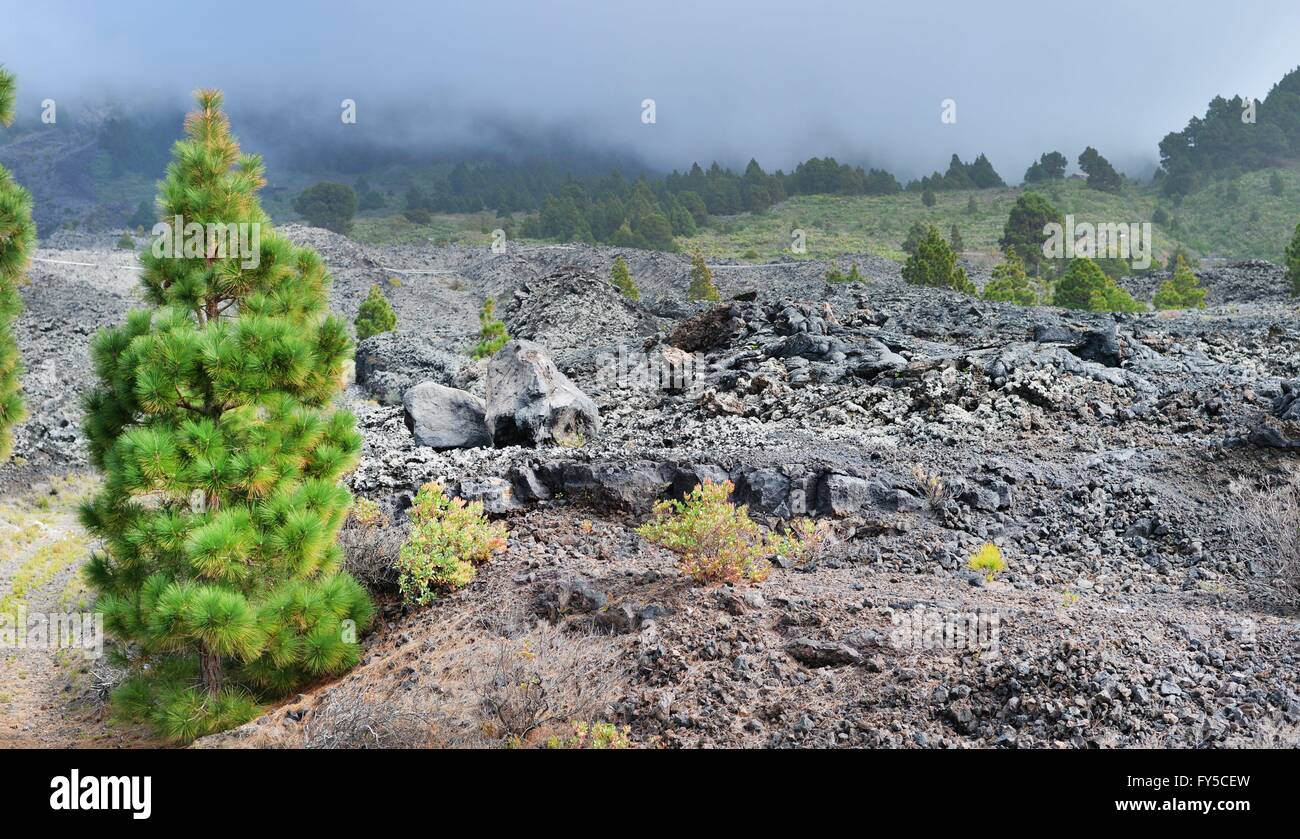 The Canary Islands are of  volcanic origin.  Some vulcanos are still active. February 2016 Stock Photo