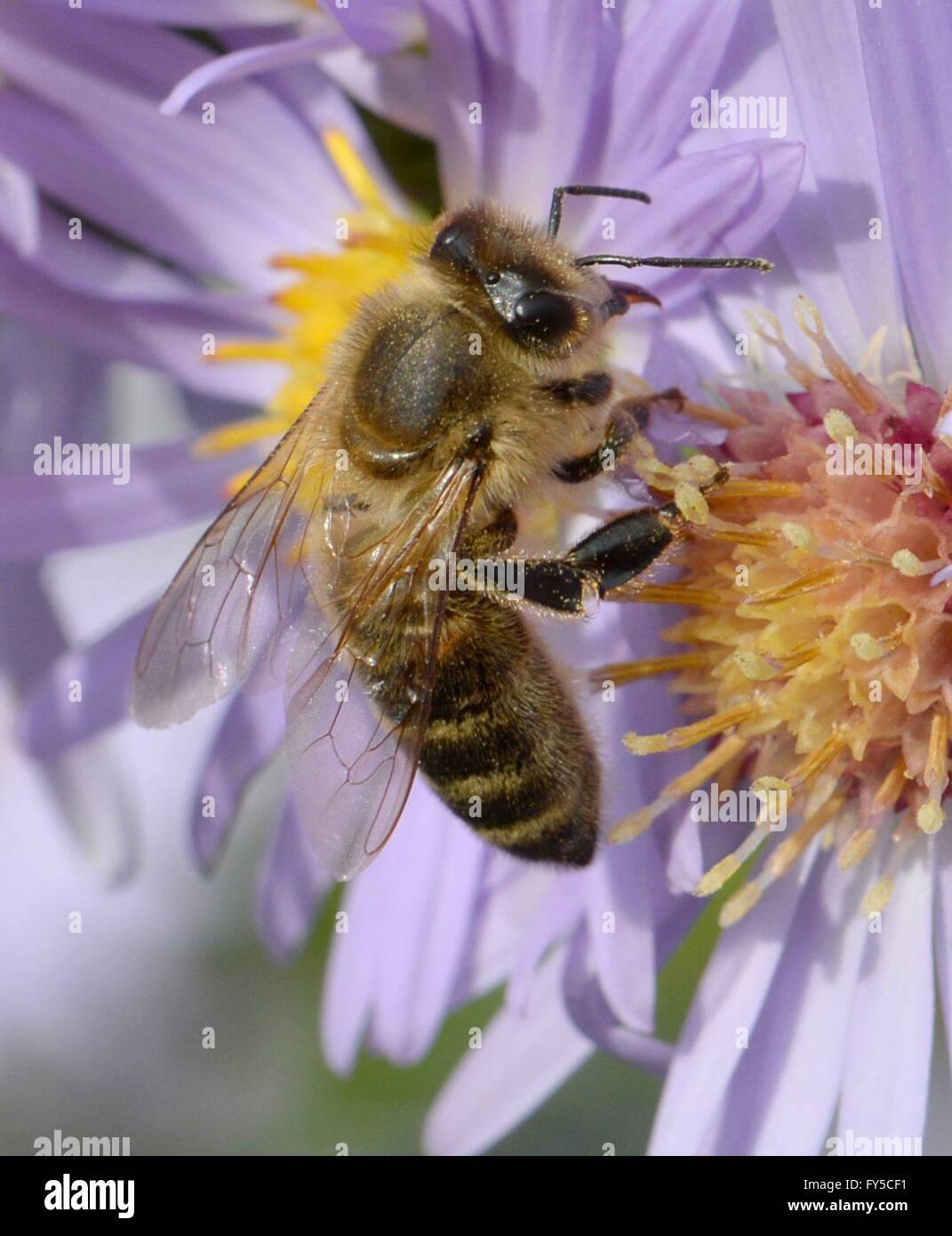 Honeybee sucking nectar, Ihringen, Oct. 12, 2015 Stock Photo Alamy