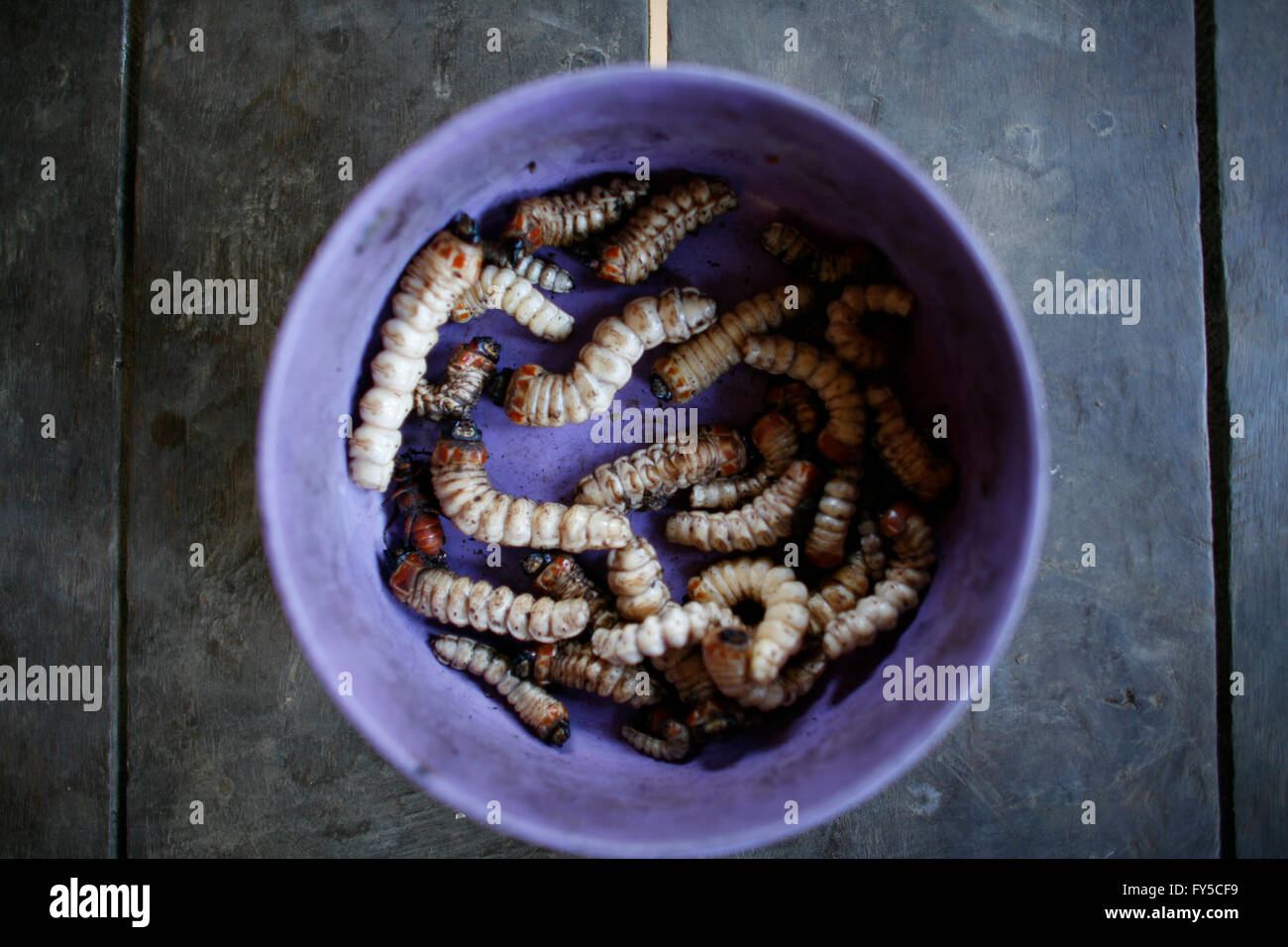 worms are a delicacy in Thailand Stock Photo