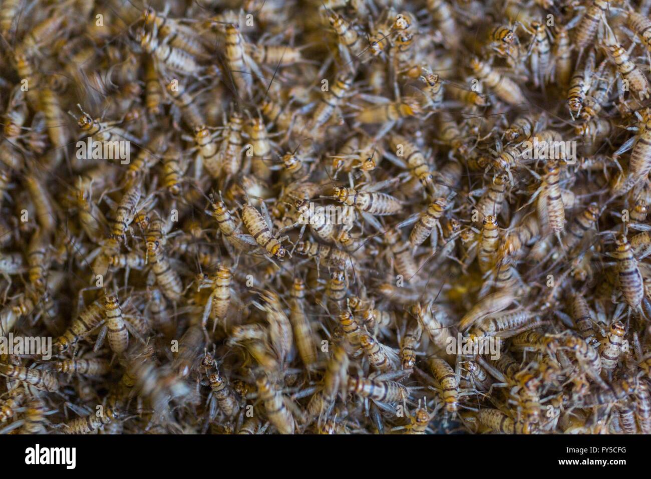 large scale production of edible insects (crickets) in Holland Stock Photo