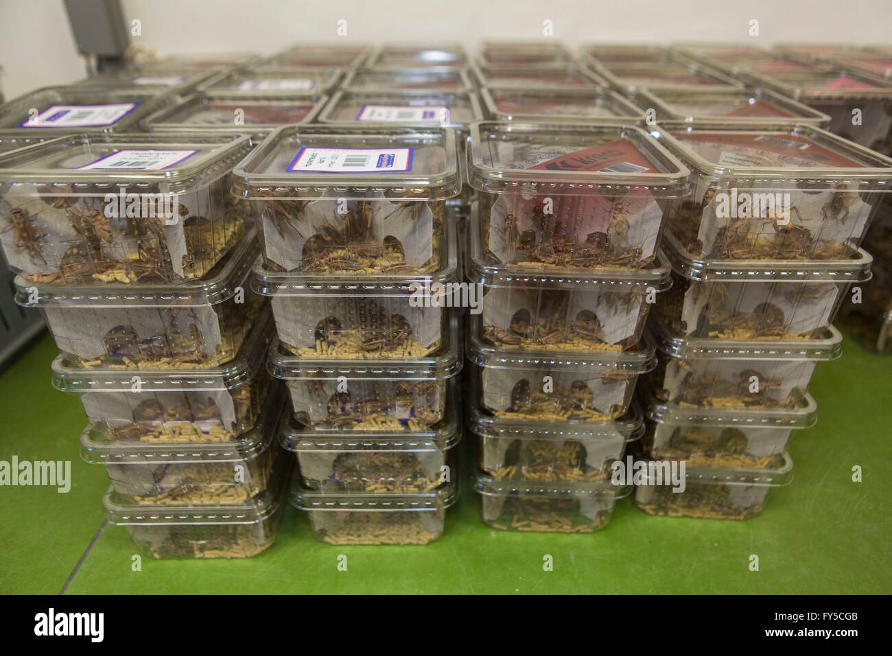 large scale production of edible insects (crickets) in Holland Stock ...