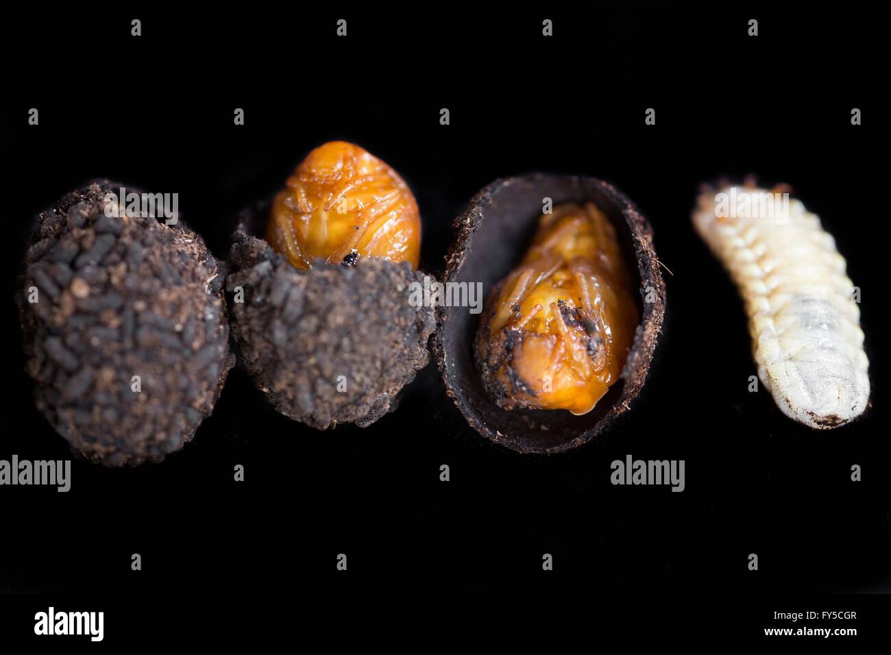 breeding of Dola larvae (Pachnoda butana) Stock Photo