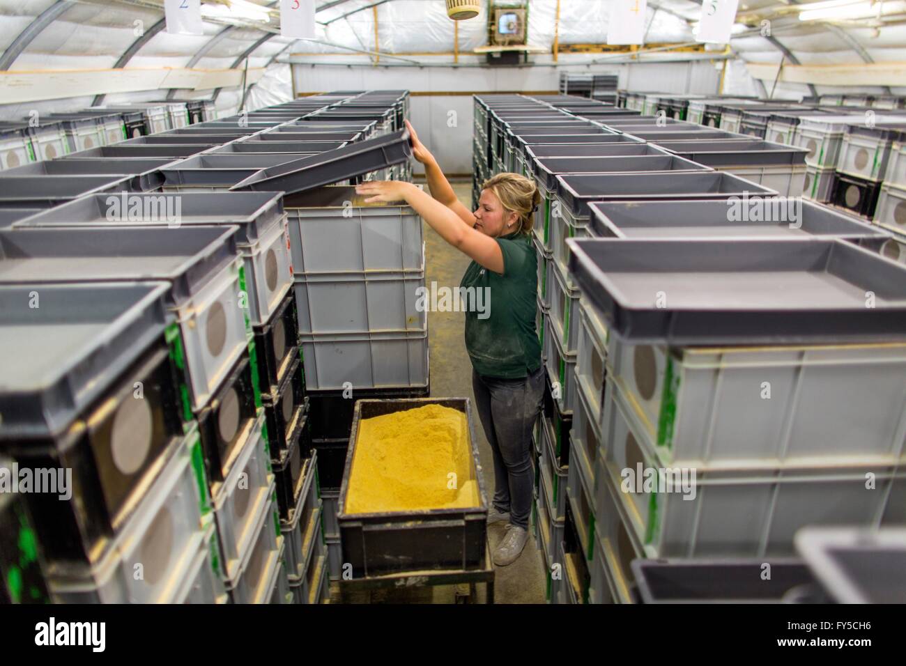 Feeding insects at an insect farm in Holland Stock Photo Alamy