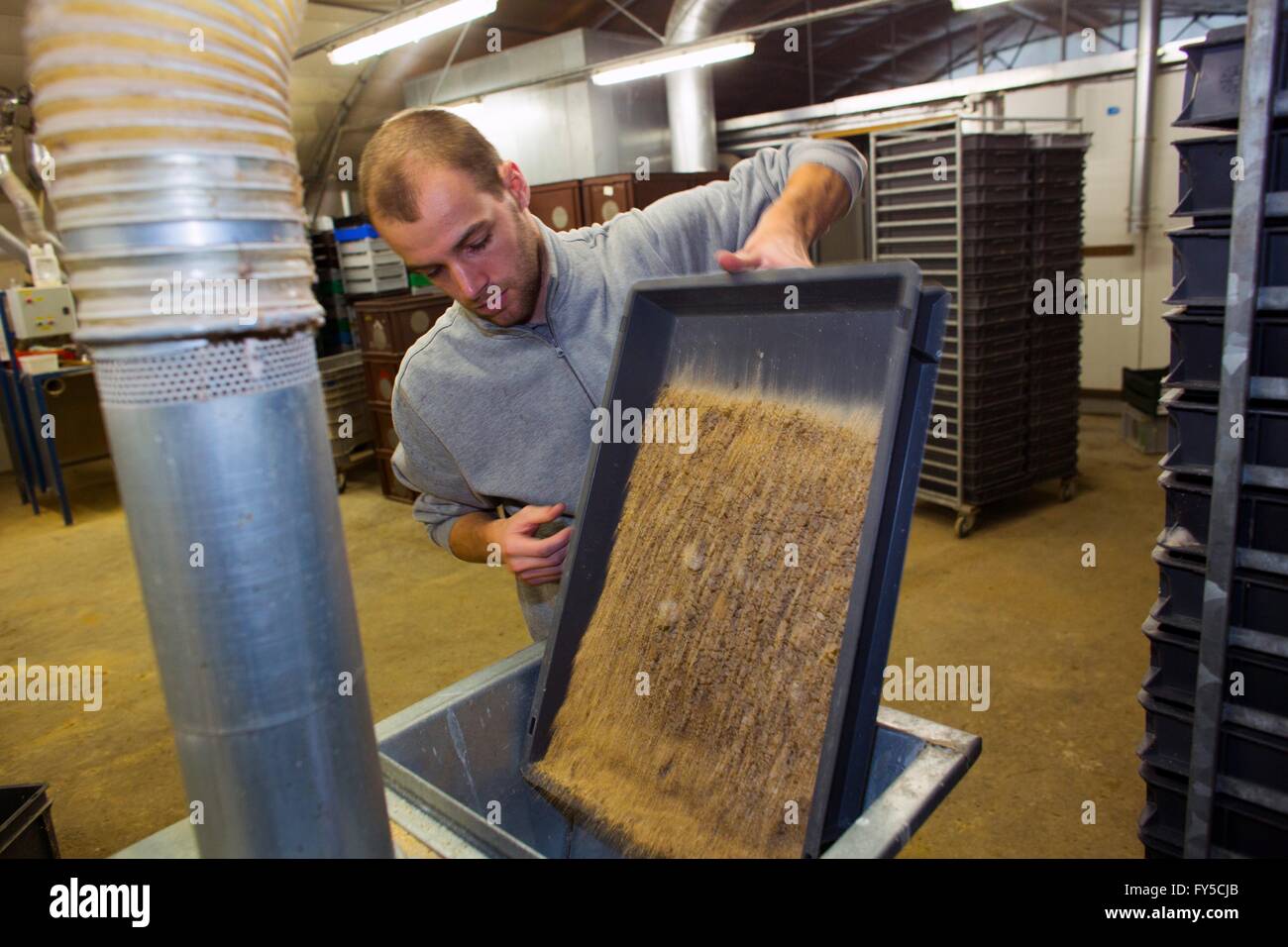 large scale production of edible insects (mealworms) in Holland Stock ...