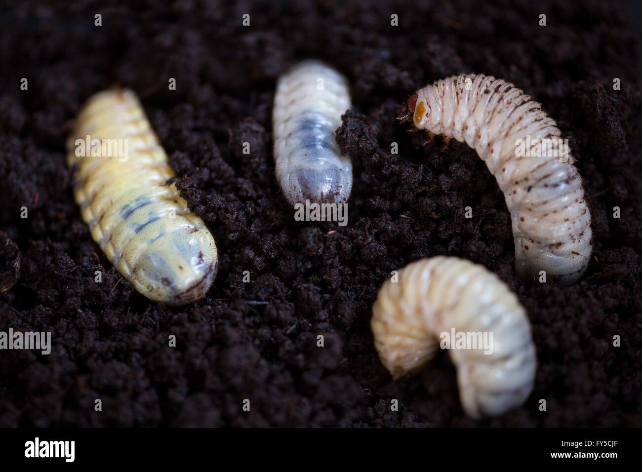 breeding of Dola larvae (Pachnoda butana) Stock Photo