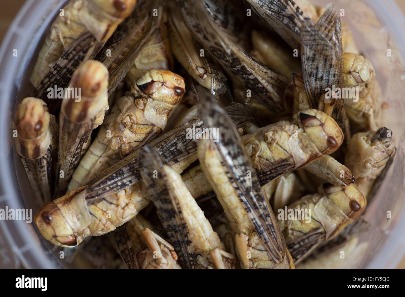 large scale production of edible insects (Grasshopper -Locusta migratoria) in Holland Stock Photo