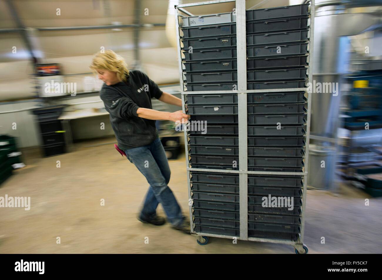 large scale production of edible insects (mealworms) in Holland Stock ...