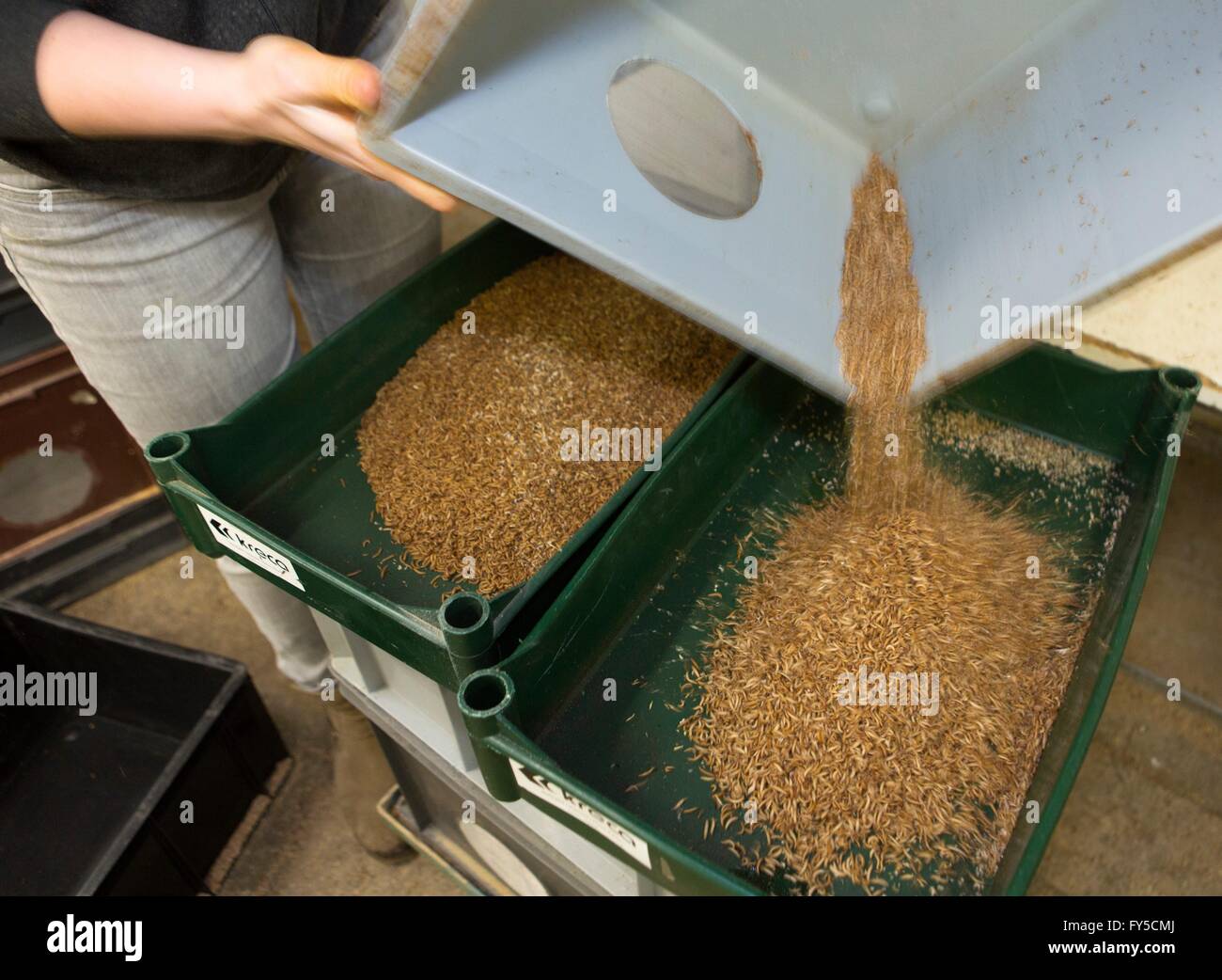 large scale production of edible insects (mealworms) in Holland Stock ...