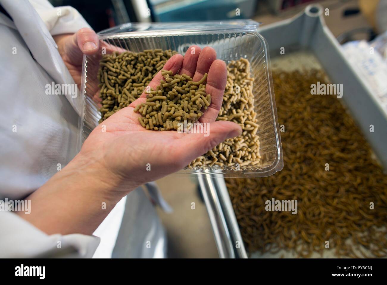 laboratory research for improving the taste of insects for human consumption Stock Photo