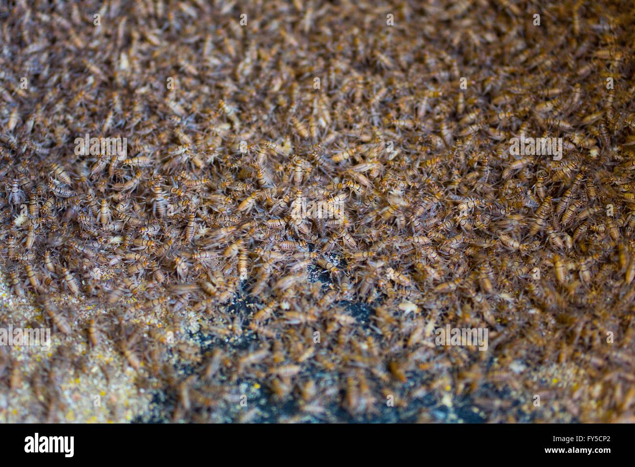 large scale production of edible insects (crickets) in Holland Stock Photo