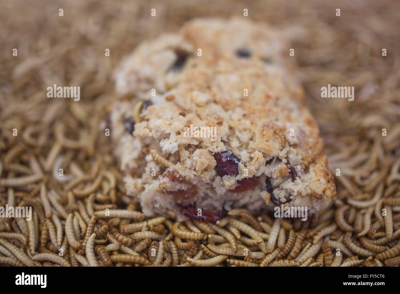 large scale production of edible insects (mealworms) in Holland Stock