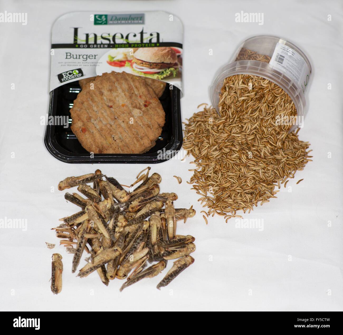 large scale production of edible insects (mealworms) in Holland Stock