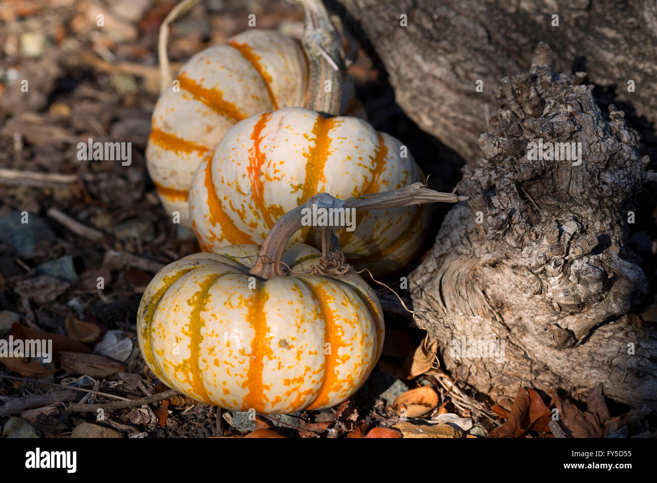 ornamental pumpkins at Halloween time, set against the root of a tree Stock Photo