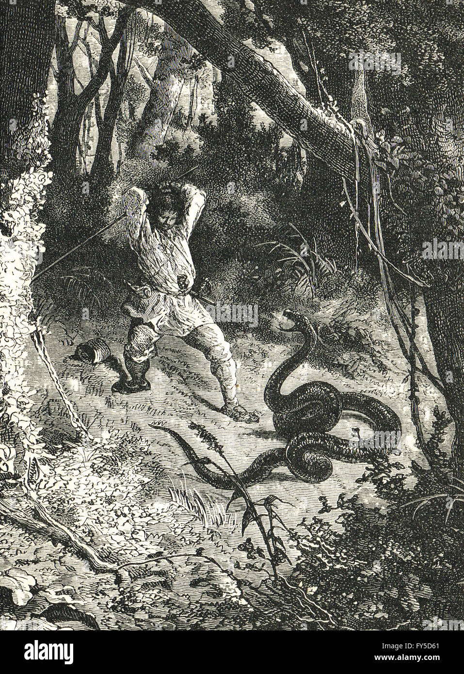 Snake fighting hi-res stock photography and images - Alamy