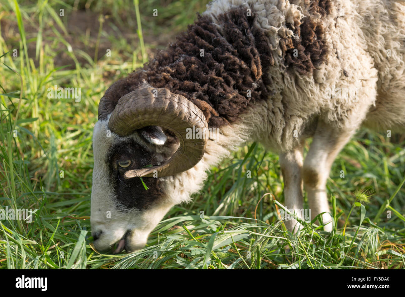 Ram eating wild grasses; eating weeds Stock Photo Alamy