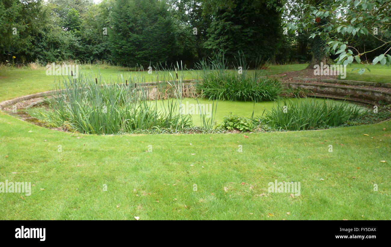 ornamental garden pond covered in duckweed Stock Photo