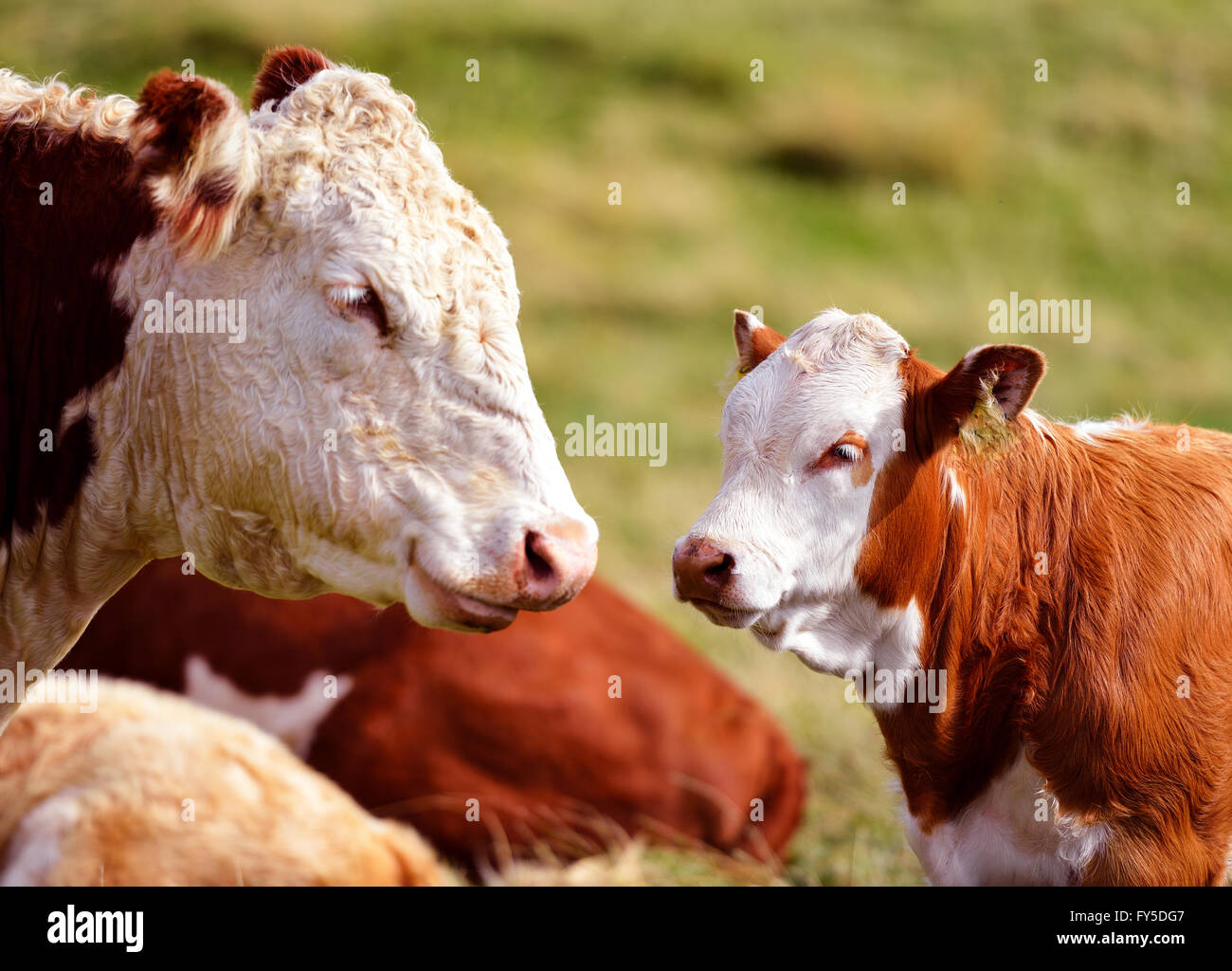 Cow and calf look at each other. Stock Photo