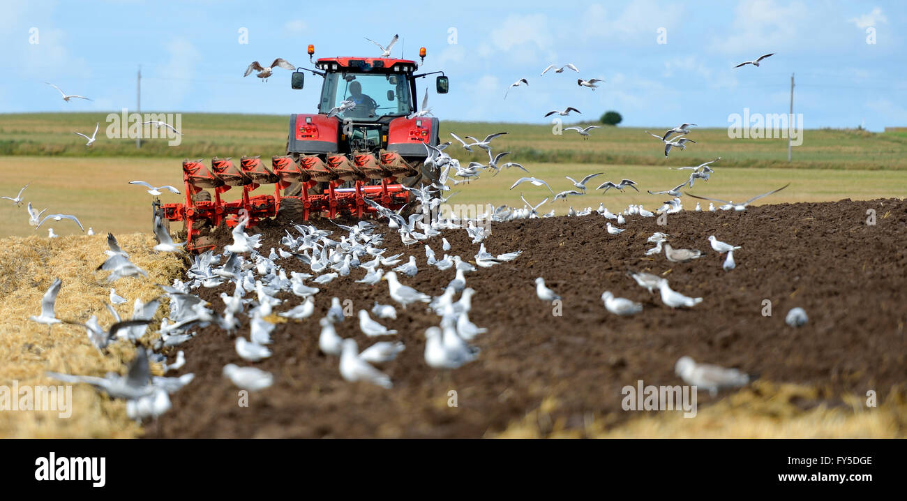 Tractor plowing surrounded by seagulls. Stock Photo