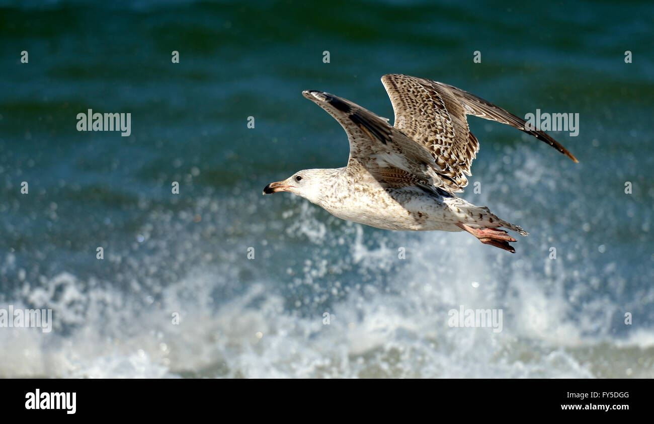 A seagull in flight in front of the splashing spray from the North Sea. Stock Photo