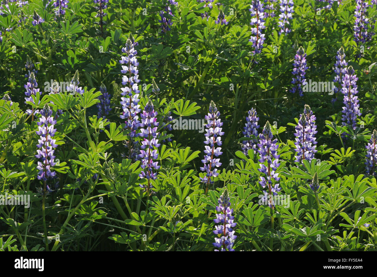 purple lupine wildflowers Stock Photo