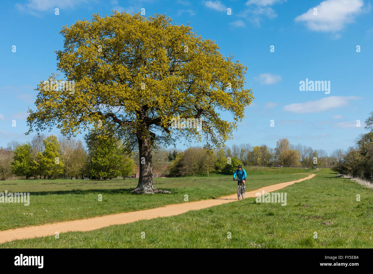 Cyclist on Cycle Trail Sustrans Canterbury to Chartham Riverside Route Stock Photo